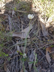 Argentipallium