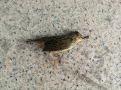 Locustella lanceolata