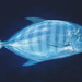 Barred Trevally - Photo (c) Erik Schlogl, some rights reserved (CC BY-NC), uploaded by Erik Schlogl