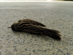 Locustella lanceolata