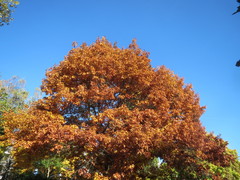 Quercus rubra