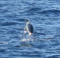 Thunnus albacares