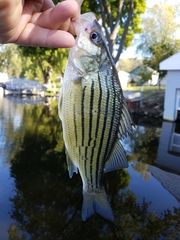 Morone mississippiensis