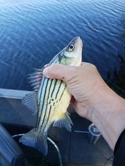 Morone mississippiensis