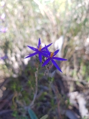 Calectasia intermedia
