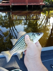 Morone mississippiensis