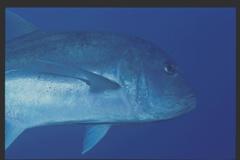 Caranx ignobilis