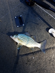 Morone mississippiensis