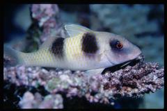 Parupeneus crassilabris