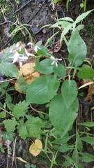Symphyotrichum cordifolium