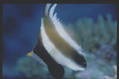 Heniochus chrysostomus