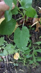 Symphyotrichum cordifolium