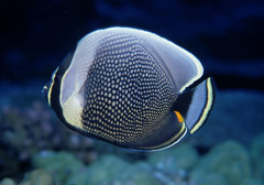 Chaetodon reticulatus