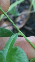 Symphyotrichum cordifolium