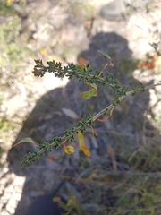 Acacia mitchellii