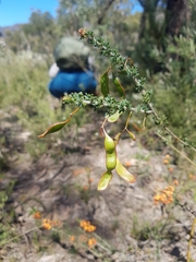 Acacia mitchellii