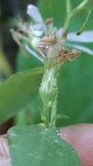 Symphyotrichum cordifolium