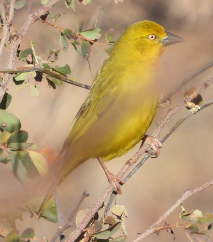 Holub's Golden Weaver (Ploceus xanthops), photo 8