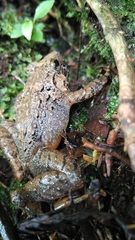 Limnonectes microdiscus
