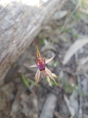 Caladenia reticulata