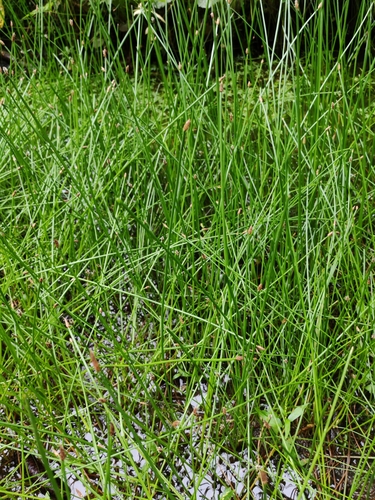 Soft-stem Spikerush (Eleocharis mamillata)