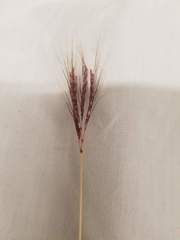 Dichanthium annulatum