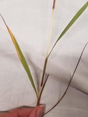 Dichanthium annulatum