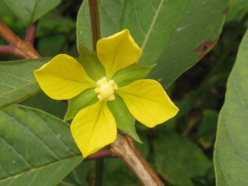 Ludwigia erecta