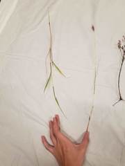 Dichanthium annulatum