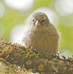 Camarhynchus parvulus