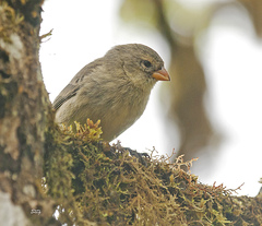 Camarhynchus parvulus