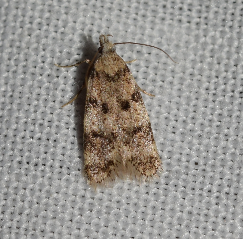Symmoca sorrisa