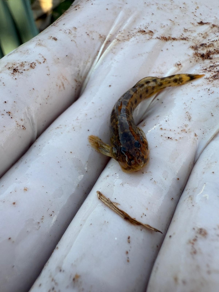 Sand catlet (Zaireichthys rotundiceps) — Amphiliidae