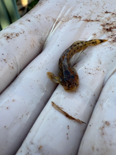 Sand catlet (Zaireichthys rotundiceps) — Amphiliidae
