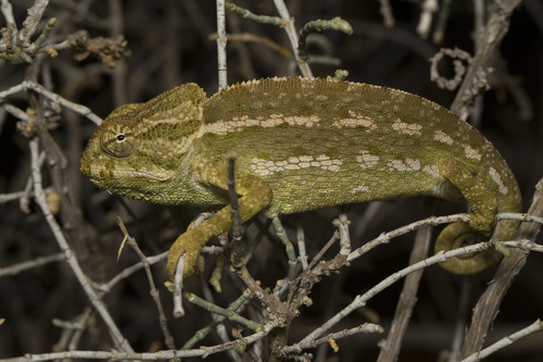 Common Chameleon