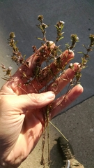 Satureja hortensis