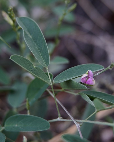 Wright's Milkpea (Galactia wrightii)