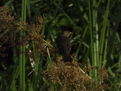 Chrysomus ruficapillus
