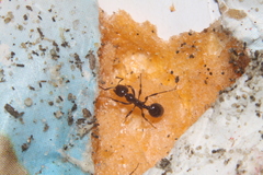 Chelaner antarcticus