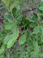 Erythroxylum monogynum