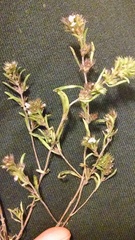 Satureja hortensis