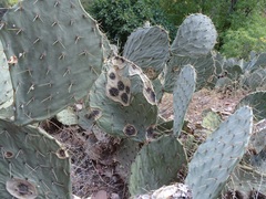 Phyllosticta concava