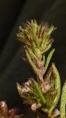 Satureja hortensis