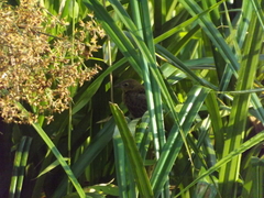 Chrysomus ruficapillus