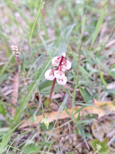 lesser wintergreen