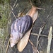 Giant Agate Snails - Photo (c) Jékely Lab, some rights reserved (CC BY-NC), uploaded by Jékely Lab
