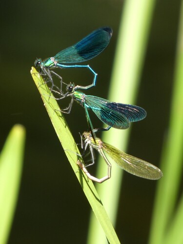Western Demoiselle