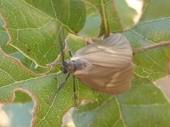 Phryganidia californica