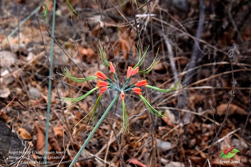 Eucrosia eucrosioides image