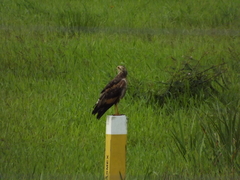 Buteogallus meridionalis